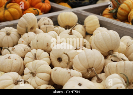 Un gros plan d'une pile de citrouilles blanches. Banque D'Images