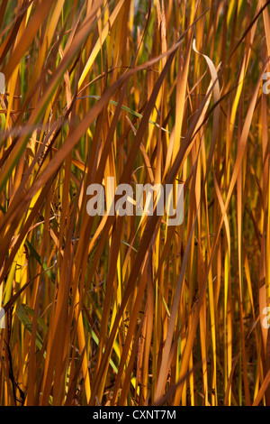 Automne feuilles d'anches background Banque D'Images