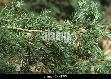 Prince Albert's Yew Saxegothaea conspicua (Podocarpaceae) Banque D'Images