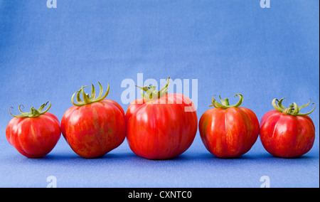 Still Life studio shot : cinq à rayures rouges et jaunes, tomates mûres de l'enfourneur disposées sur un fond bleu Banque D'Images