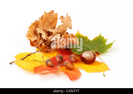 Feuilles aux couleurs automnales châtaignes et acorn sur fond blanc Banque D'Images