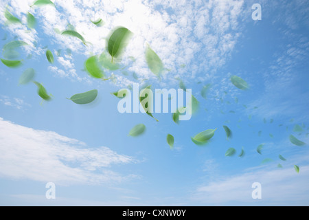 Feuilles flottantes contre Blue Cloudy Sky Banque D'Images