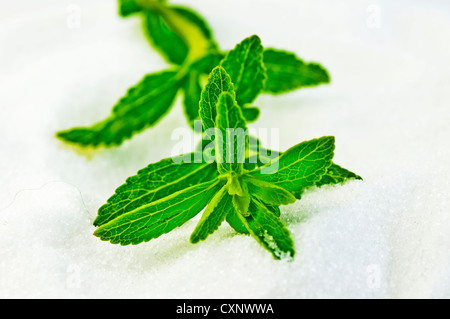 Support à base de Stevia rebaudiana pour le sucre avec zéro calorie Banque D'Images