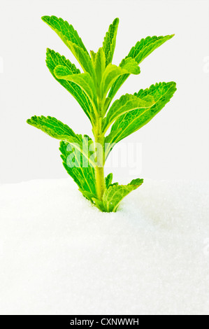 Support à base de Stevia rebaudiana pour le sucre avec zéro calorie Banque D'Images