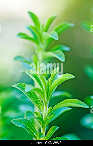 Support à base de Stevia rebaudiana pour le sucre avec zéro calorie Banque D'Images