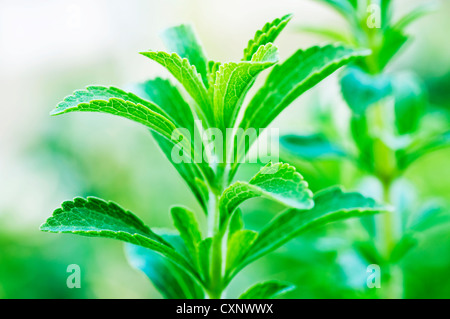 Support à base de Stevia rebaudiana pour le sucre avec zéro calorie Banque D'Images