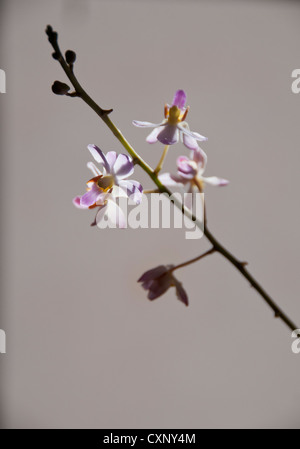 Dorotis Pulcherrima Orchid Banque D'Images