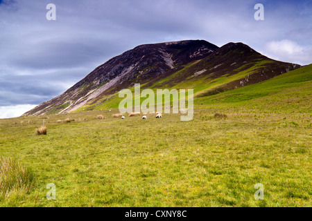 Des moutons paissant au pied de Whiteside, Lanthwaite vert dans le Parc National du Lake District, Cumbria Banque D'Images