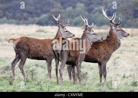 Trois jeunes Red Berghoff à Lyme Park, Cheshire, Royaume-Uni Banque D'Images