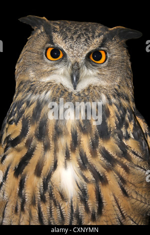 L'Eagle Owl Bubo captif bubo Banque D'Images