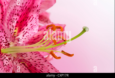 Lily rose avec étamines orange sur fond rose Banque D'Images