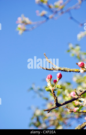 Vieux pommiers en fleurs de printemps les bourgeons sur fond de ciel Banque D'Images