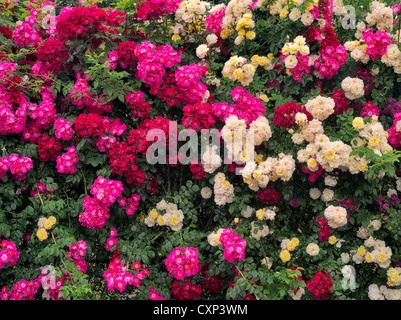 Mur de rosiers grimpants. Heirloom Gardens. St Paul, Oregon Banque D'Images