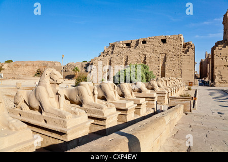 Rangée de sphinx à tête de bélier Banque D'Images