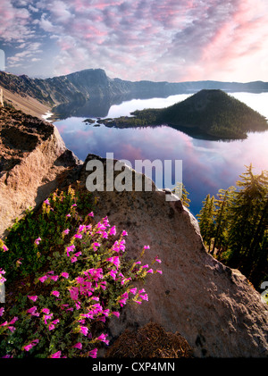 Penstemon croissant sur paroi rocheuse de Crater Lake. Crater Lake National Park, Oregon Banque D'Images