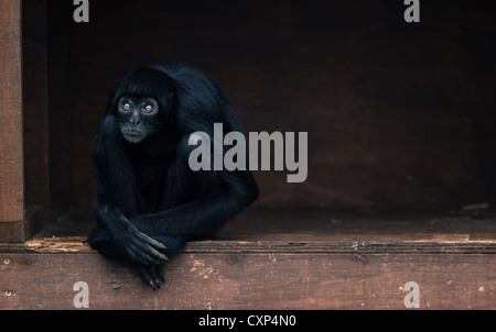 Singe araignée noir colombien Banque D'Images