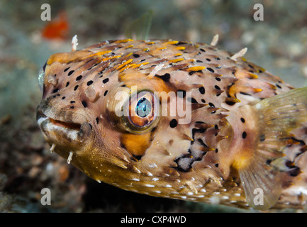 Balloonfish (Diodon holocanthus) Blue Heron Bridge, West Palm Bech, FL, USA Banque D'Images