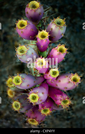 Fruit de l'Oponce de l'Est. Désert de Sonora, en Arizona Banque D'Images