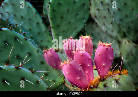 Fruit de l'Oponce de l'Est. Désert de Sonora, en Arizona Banque D'Images