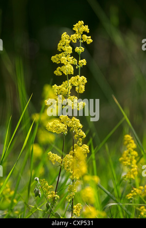 Lady's Le gaillet gratteron (Galium jaune / verum) en fleurs Banque D'Images