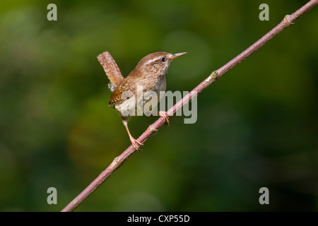 Troglodyte mignon (Troglodytes troglodytes) perchés dans bush, Belgique Banque D'Images