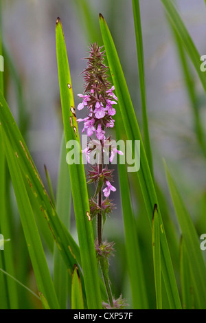 Marsh woundwort / marsh hedgenettle (Stachys palustris) en fleurs Banque D'Images