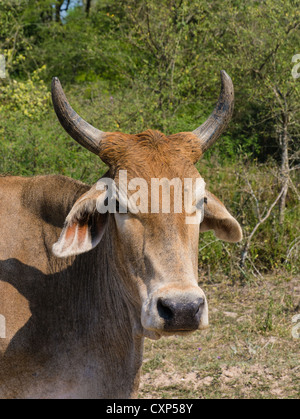 Vue rapprochée de la tête et des épaules et les cornes d'un taureau brahma dans la région du Chaco au Paraguay du nord. Banque D'Images