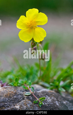 (Helianthemum nummularium ciste commune) floraison sur rock, Belgique Banque D'Images