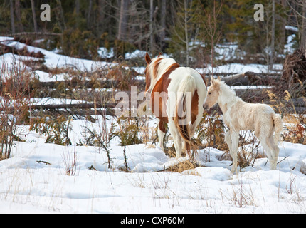 Les chevaux sauvages, une jument pinto et un poulain blanc, dans le désert du nord de l'Alberta, Canada. Banque D'Images