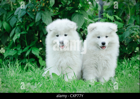 Deux petits chiots Samoyède portrait in garden Banque D'Images