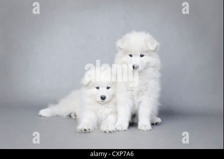 Deux petits chiots Samoyède portrait à fond gris Banque D'Images