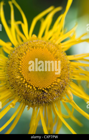 Un tournesol, Helianthus annuus mourant Banque D'Images