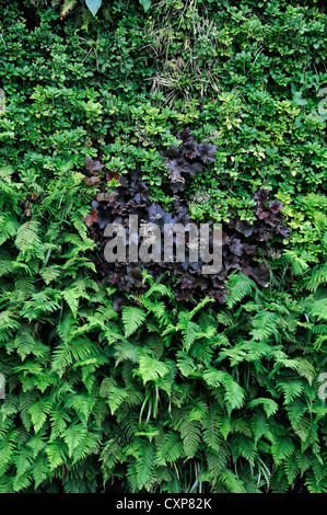 Pachysandra terminalis heuchera liriope Vivre vert jardin jardinage vertical mural l'espace urbain Banque D'Images