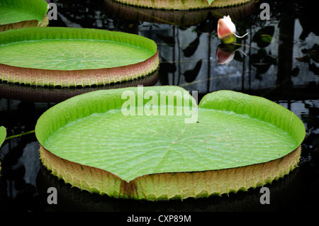 Victoria cruziana quitte santa cruz de la feuille de nénuphar nénuphar géant étangs eau nymphaea nénuphars pads rouge vert feuille feuilles Banque D'Images