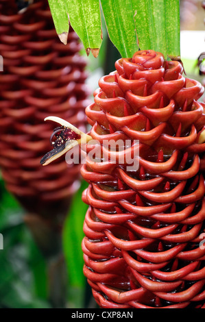 Gingembre zingiber spectabile ruche orange flower closeup portrait portraits de plantes exotiques tropicales fleurs Banque D'Images