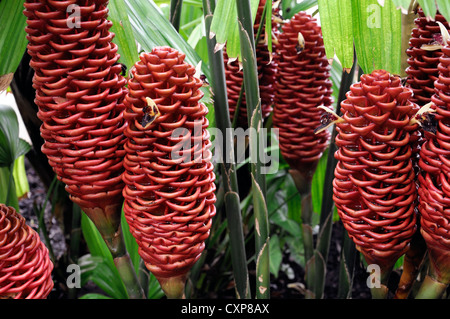 Gingembre zingiber spectabile ruche orange flower closeup portrait portraits de plantes exotiques tropicales fleurs Banque D'Images