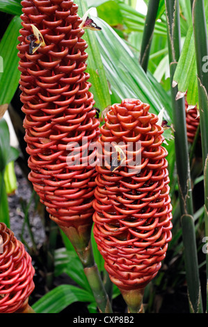 Gingembre zingiber spectabile ruche orange flower closeup portrait portraits de plantes exotiques tropicales fleurs Banque D'Images