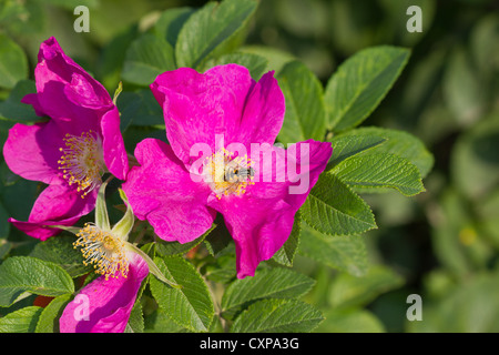 Dog rose fleur et wasp en plein air Banque D'Images
