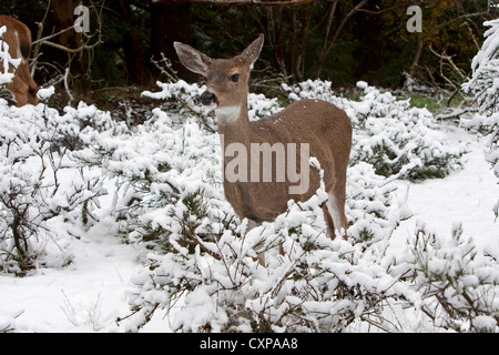 Les Cerfs à queue noire (Odocoileus hemionus columbianus) doe dans la neige à Nanaimo, île de Vancouver, BC, Canada en novembre Banque D'Images