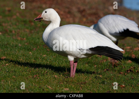 L'Oie des neiges (Chen caerulescens) forme blanche se nourrir dans le parc communautaire Parksville, à l'île de Vancouver, BC, Canada en novembre Banque D'Images