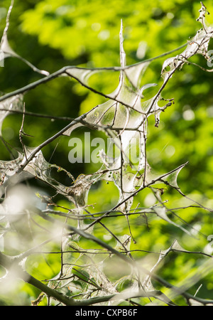 Nappes de la livrée dans les branches d'un arbre Banque D'Images