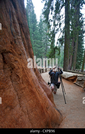 Un homme photographe Photographies arbres Séquoia géant (Sequoiadendron giganteum) Sequoia National Park California United States Banque D'Images