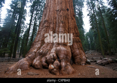 La base General Sherman arbre Séquoia géant (Sequoiadendron giganteum) Sequoia National Park California United States America Banque D'Images