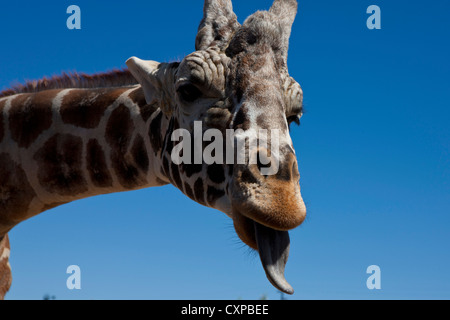 Vue détaillée mâle tête Girafe (Giraffa camelopardalis) sticking out Tongue Out Africa Wildlife Park Camp Verde Arizona United Banque D'Images