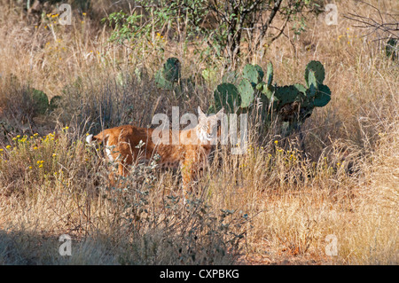 Le lynx roux Lynx rufus Tucson, Arizona, United States 1 femelles adultes Octobre Félidés Banque D'Images