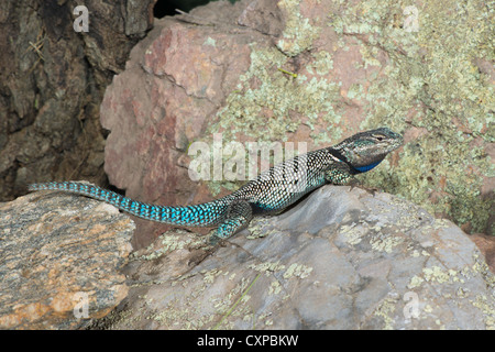 Lézard épineux Sceloporus jarrovii montagne Huachuca Mountains, Comté de Cochise, Arizona, United States 9 mâles adultes Octobre Banque D'Images