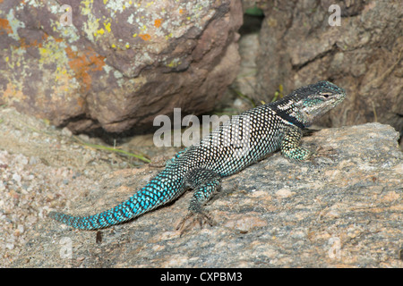 Lézard épineux Sceloporus jarrovii montagne Huachuca Mountains, Comté de Cochise, Arizona, United States 9 mâles adultes Octobre Banque D'Images