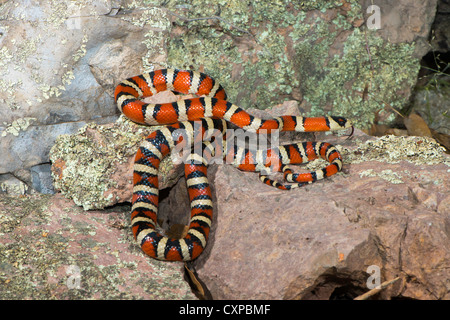 Lampropeltis pyromelana Sonoran Mountain Kingsnake pyromelana Canyon broussailleux, Huachuca Mountains, Comté de Cochise, Arizona, United Banque D'Images