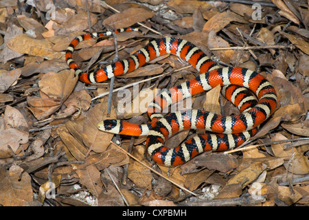 Lampropeltis pyromelana Sonoran Mountain Kingsnake pyromelana Canyon broussailleux, Huachuca Mountains, Comté de Cochise, Arizona, United Banque D'Images