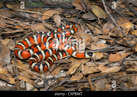 Lampropeltis pyromelana Sonoran Mountain Kingsnake pyromelana Canyon broussailleux, Huachuca Mountains, Comté de Cochise, Arizona, United Banque D'Images